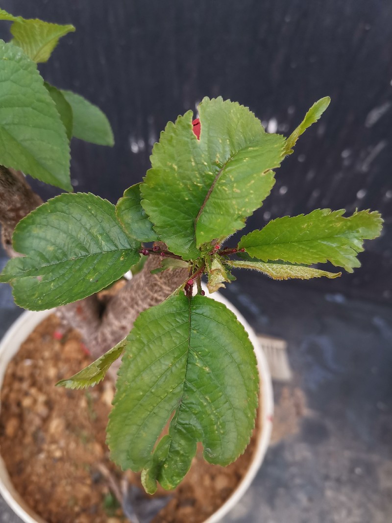 大樱桃叶片上有小黄点轻微卷曲求解办法