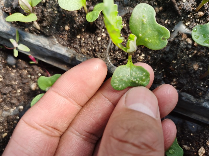 菜花小苗叶片有白点