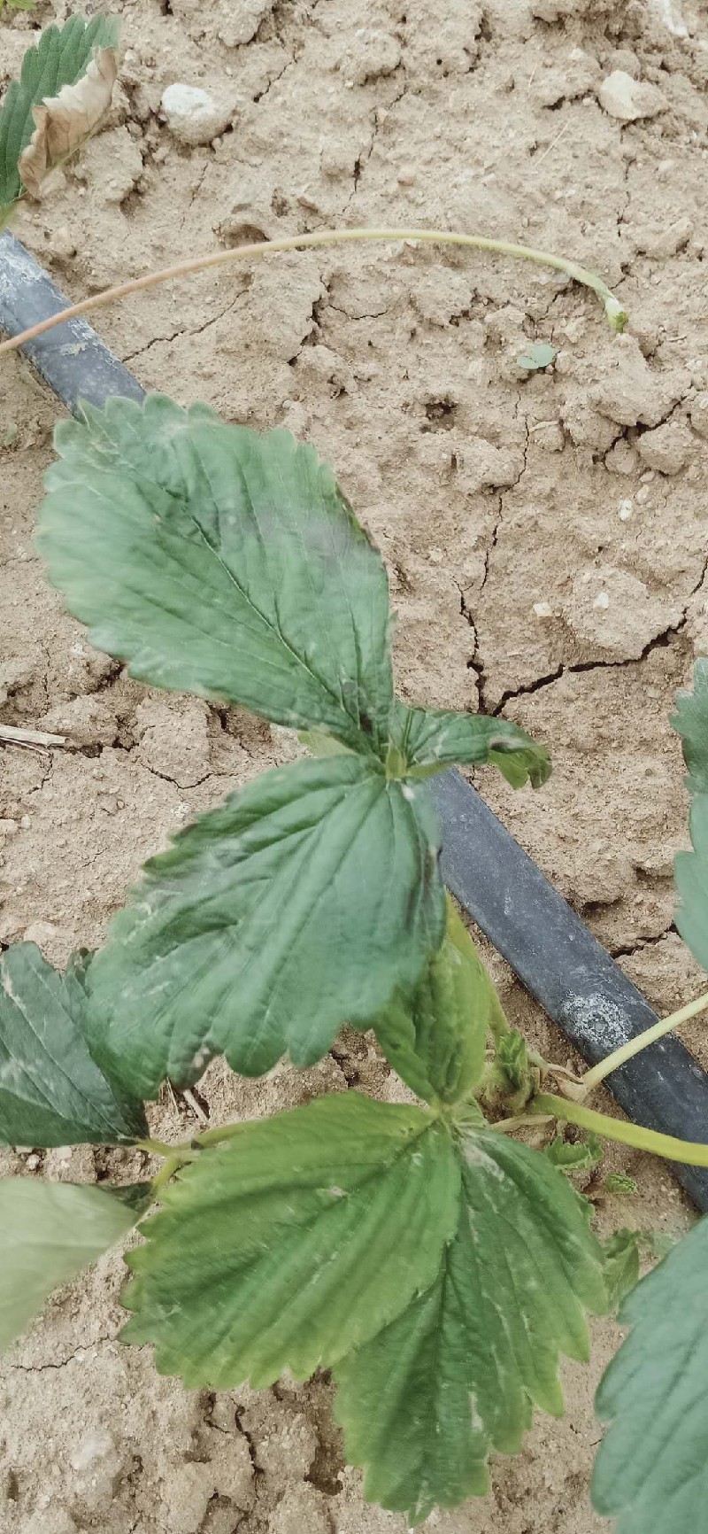 草莓叶片局部发黑考虑冻害病害