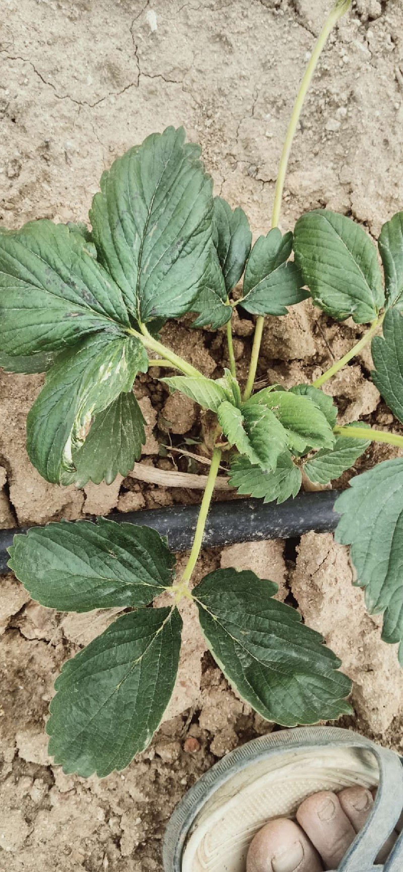 草莓叶片局部发黑考虑冻害病害