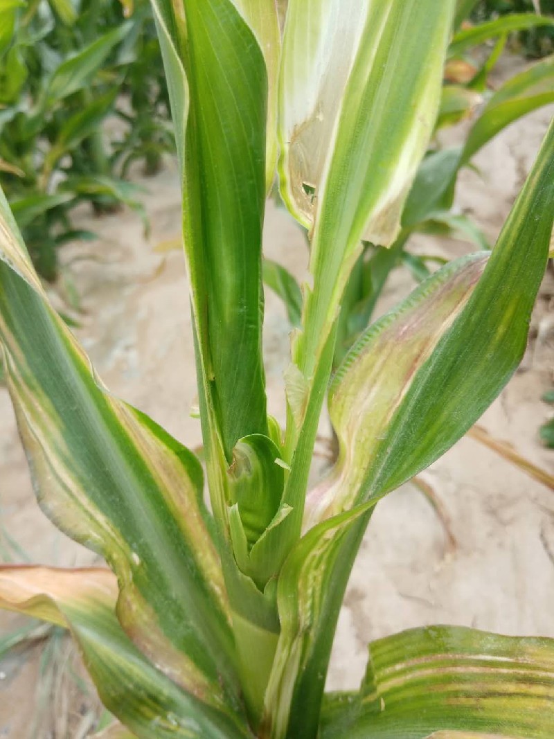 玉米缺氮图片