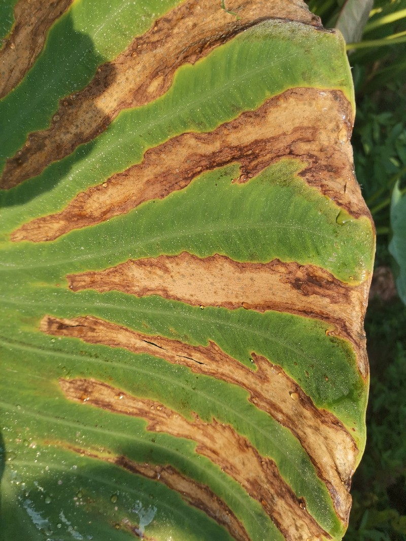 红苞喜林芋叶斑病图片