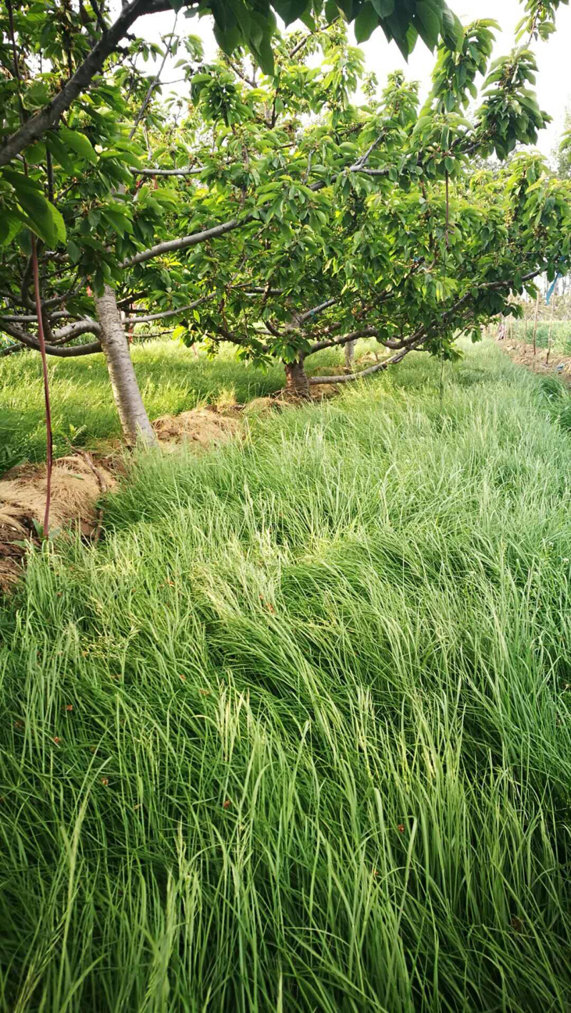 樱桃园里的鼠茅草