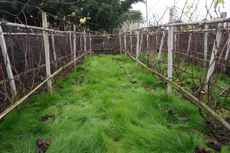 四川成都刘老师的葡萄园种植鼠茅草来以草治草!