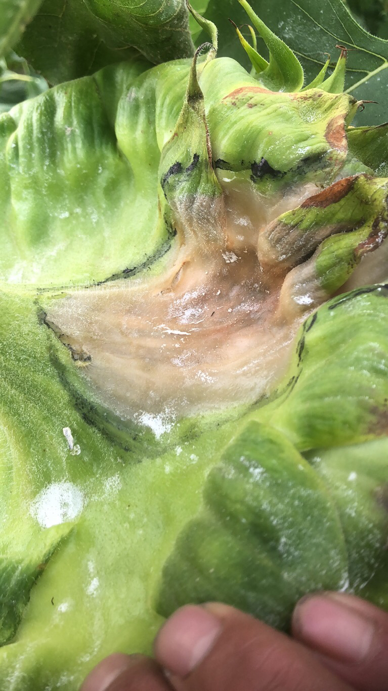 向日葵菌核病