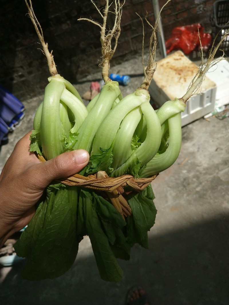如何让水东芥菜梗部增白