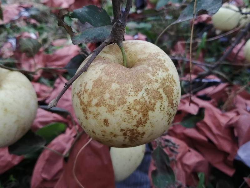 苹果表面黑痣状疮痂病