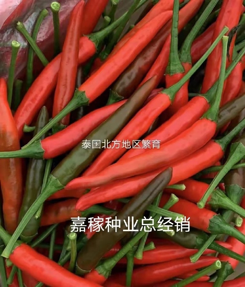 目前泰国最前沿的艳红辣椒品种泰国香艳